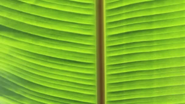 Banane verte 