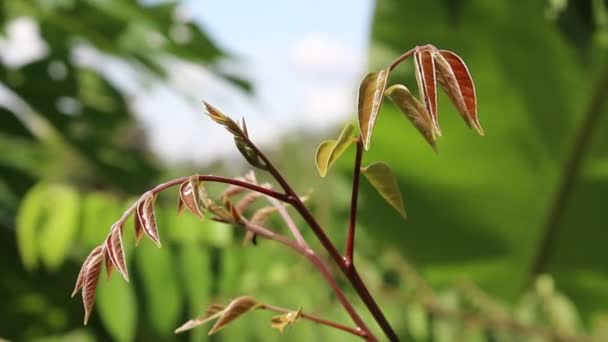 Green leaves — Stock Video