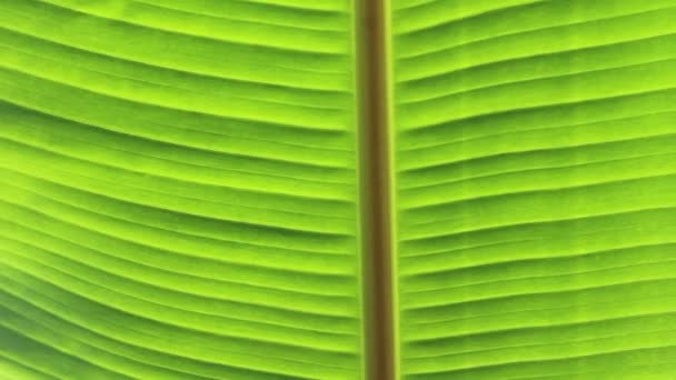 Grüne Blatt-Banane — Stockvideo