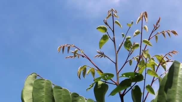 Zelené listy — Stock video