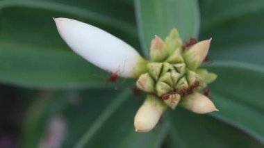 Kırmızı karıncalar takım çalışması