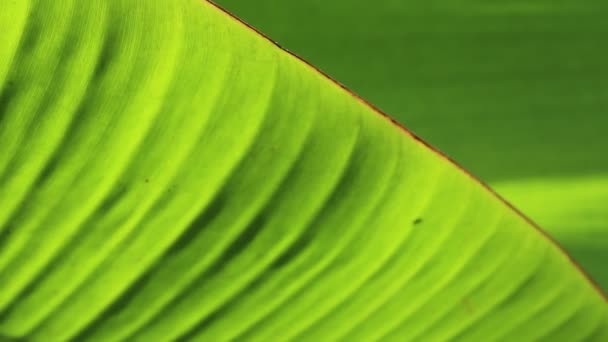 Green leaf banana — Stock Video