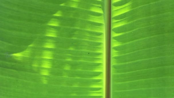 Banane verte 