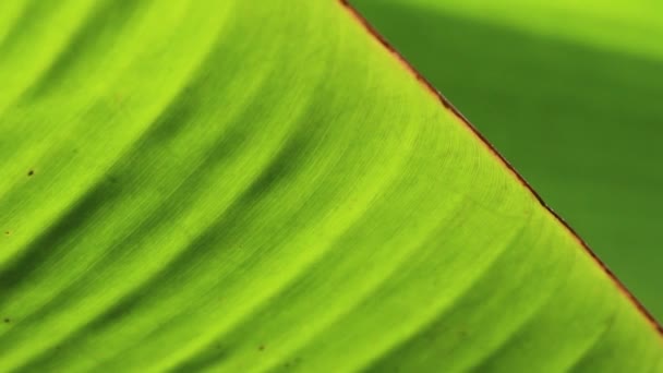 Банан из зелёных листьев — стоковое видео