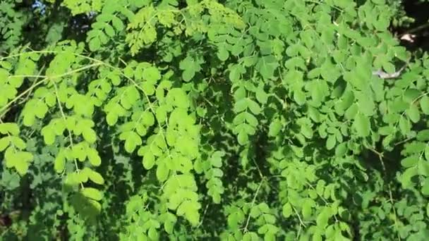 Green leaves — Stock Video