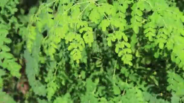 Zelené listy — Stock video