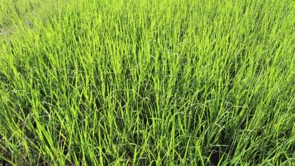 Champ de riz vert