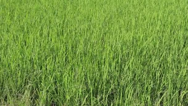 Green rice field — Stock Video