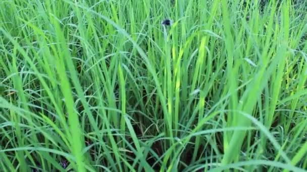 Champ de riz vert