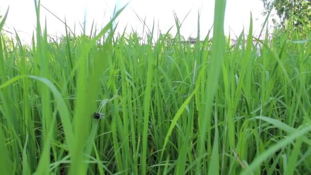 Campo de arroz verde — Vídeo de Stock