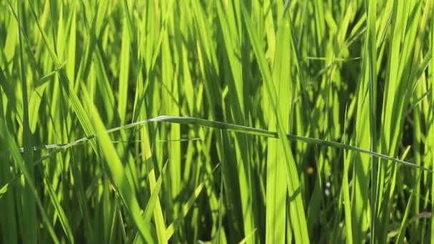 Campo de arroz verde — Vídeo de Stock