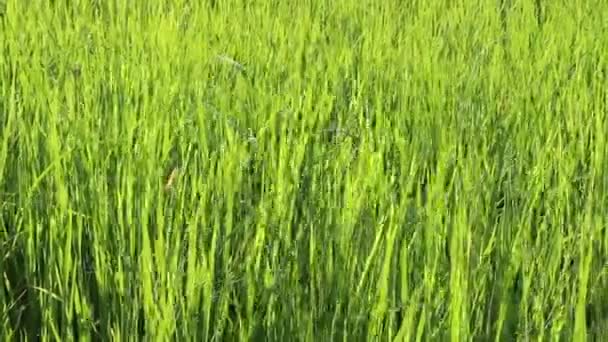Champ de riz vert