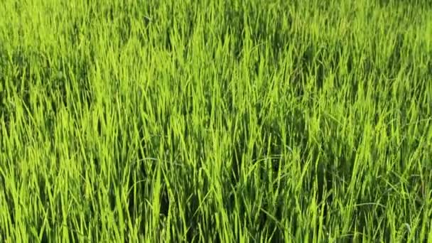 Campo de arroz verde — Vídeo de Stock