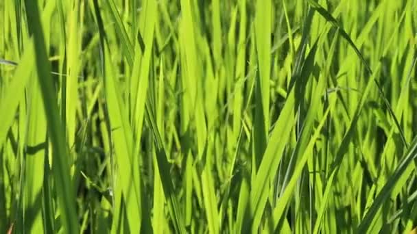 Champ de riz vert — Video