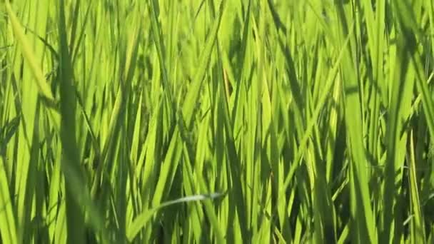 Champ de riz vert