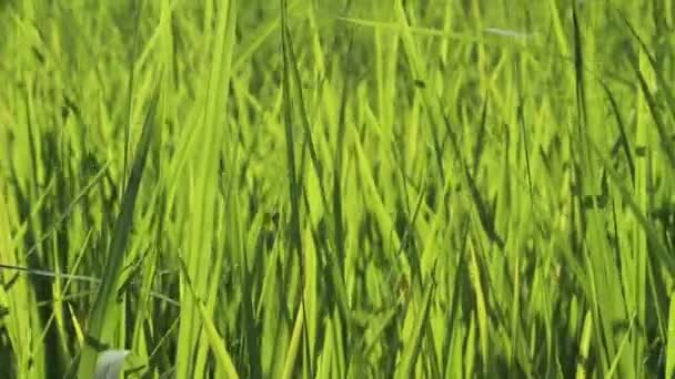 Green rice field — Stock Video