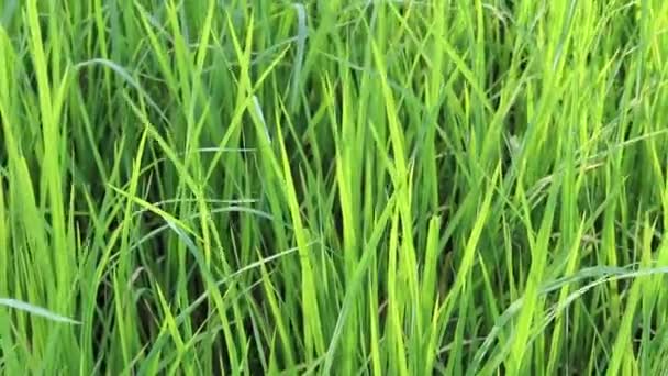 Campo de arroz verde — Vídeo de Stock