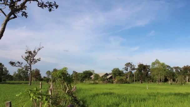 Campo de arroz verde — Vídeo de Stock