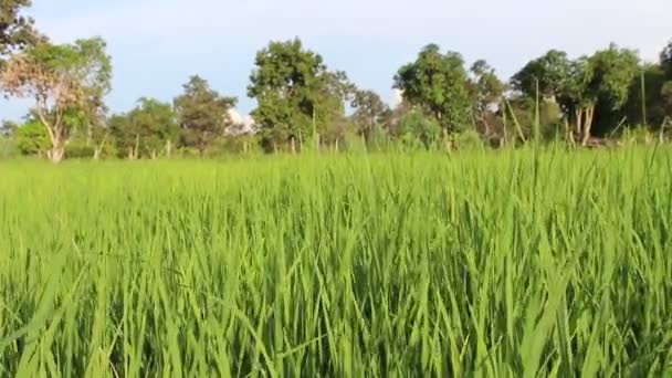 Green rice field — Stock Video