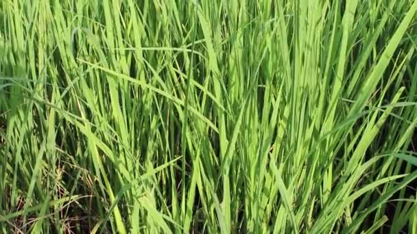Champ de riz vert