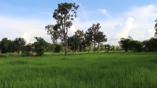 Zelené rýžové pole — Stock video