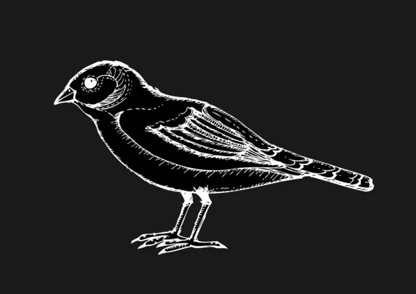 Fågel, hand-ritning — Stock vektor