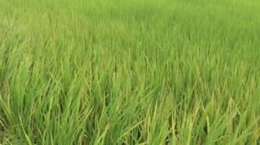 Yeşil pirinç tarlası