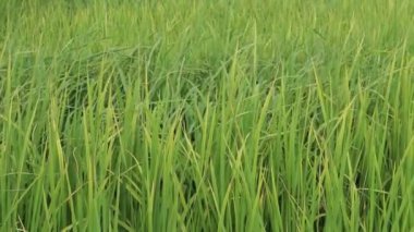 Yeşil pirinç tarlası