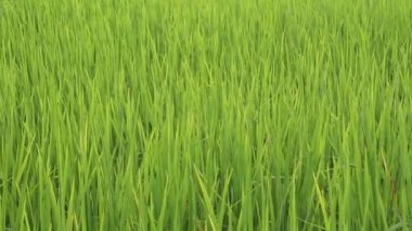 Yeşil pirinç tarlası