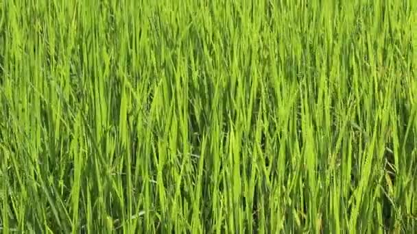 Campo de arroz verde — Vídeos de Stock