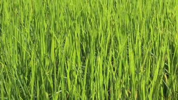 Champ de riz vert