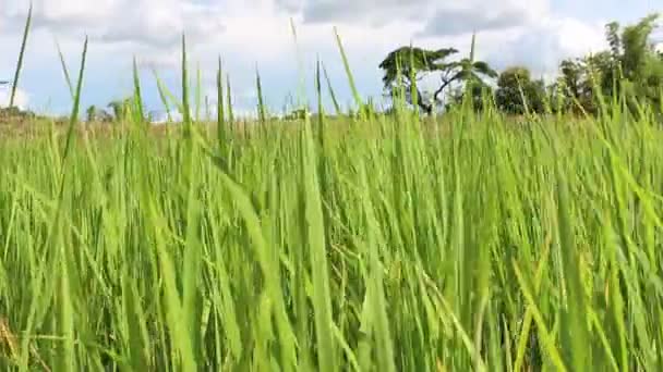 Zelené rýžové pole — Stock video