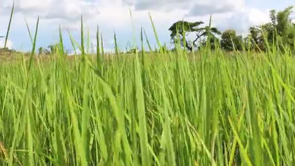 Groene rijstvelden — Stockvideo