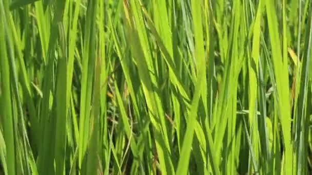 Green rice field — Stock Video