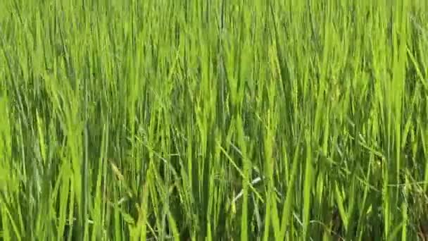 Champ de riz vert