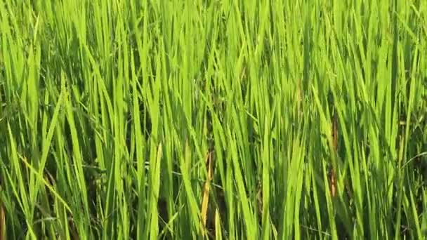 Зеленое рисовое поле — стоковое видео