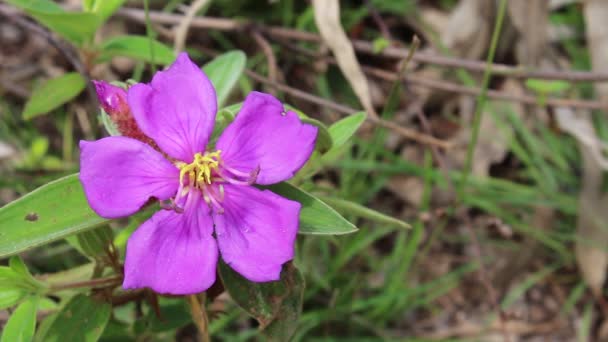 Indian Rhododendron from of thailand — Stock Video