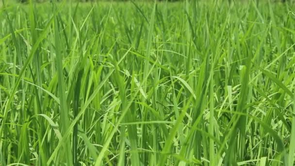 Green rice field — Stock Video