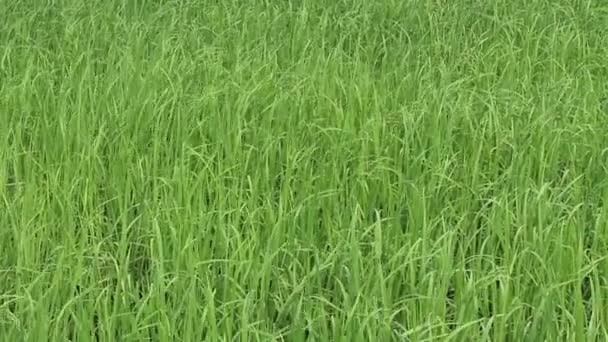 Champ de riz vert