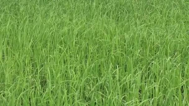 Campo de arroz verde — Vídeo de Stock