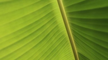 muz yakın yukarı kalkıyor, arka plan muz yaprakları