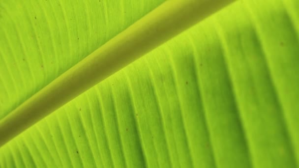 Bananenblätter aus nächster Nähe, Bananenblätter Hintergrund — Stockvideo