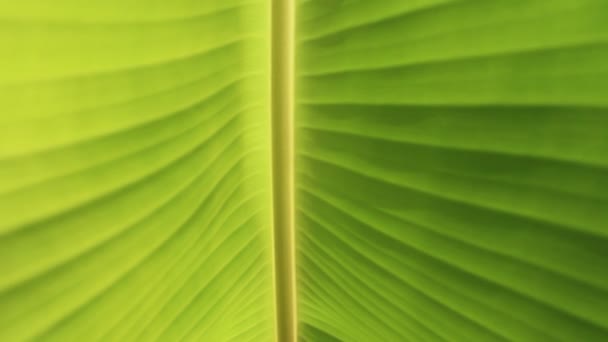 Feuilles de banane en gros plan, Feuilles de banane fond — Video