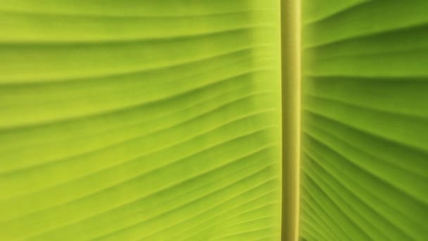 Banana leaves close up, Banana leaves background — Stock Video