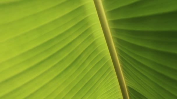 Feuilles de banane en gros plan, Feuilles de banane fond 