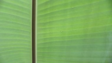 muz yaprakları ve damla su muz yaprakları arka plan