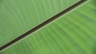 muz yakın yukarı kalkıyor, arka plan muz yaprakları