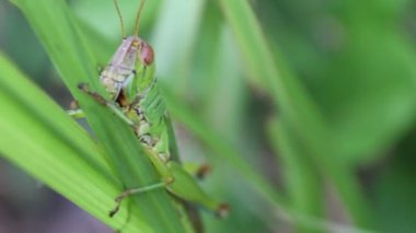 Yaprağın üzerindeki çekirge