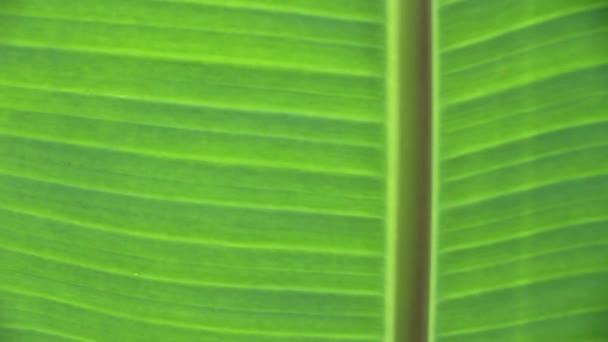 Feuilles de banane, Feuilles de banane fond 