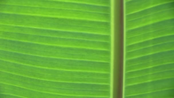 Banana leaves, Banana leaves background — Stock Video